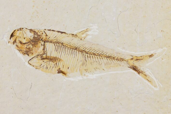 Diplomystus Fossil Fish - Wyoming #101178